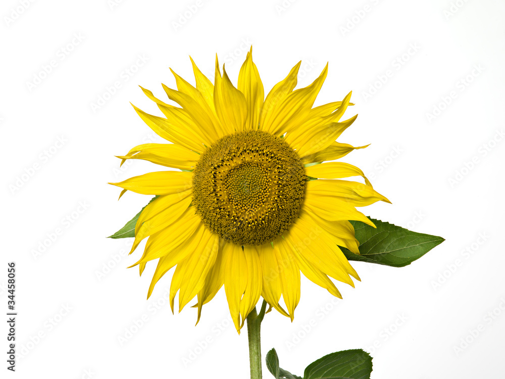 Obraz premium Sonnenblume