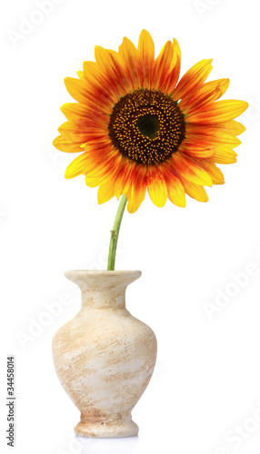 beautiful sunflower in a vase isolated on white