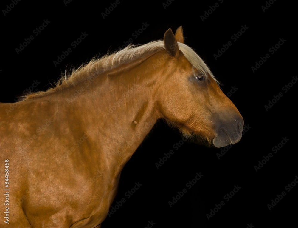 Fototapeta premium Tête de cheval détourée sur fond noir
