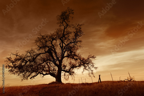 Bare Oak Tree at Sunset