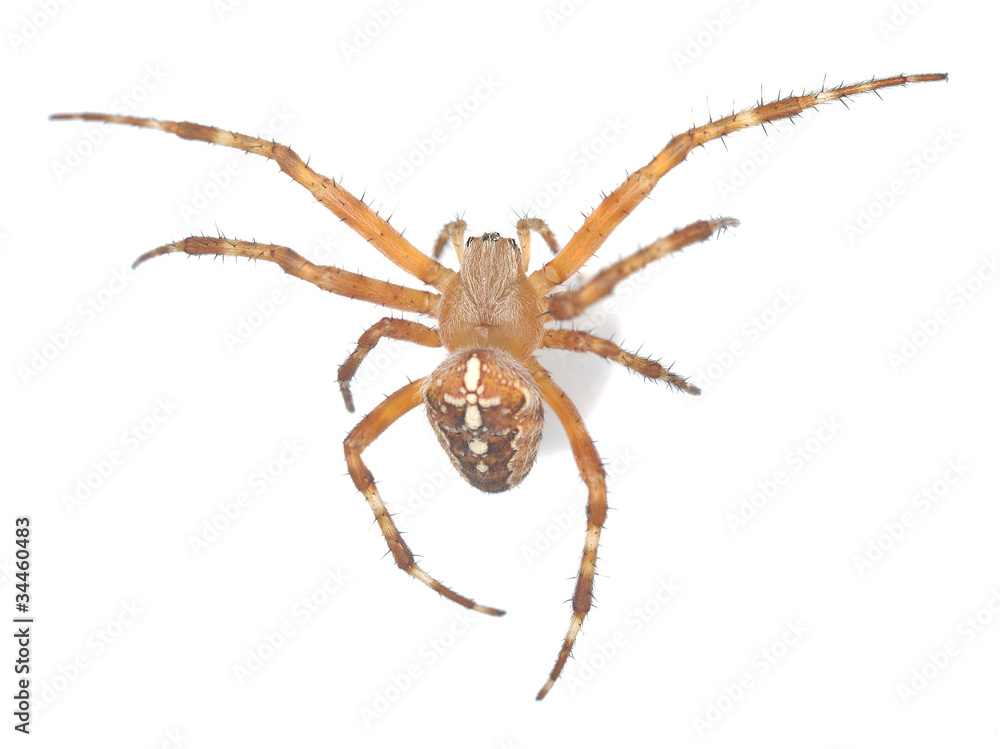 cross orb weaver isolated on white background cross orb weaver isolated on white background