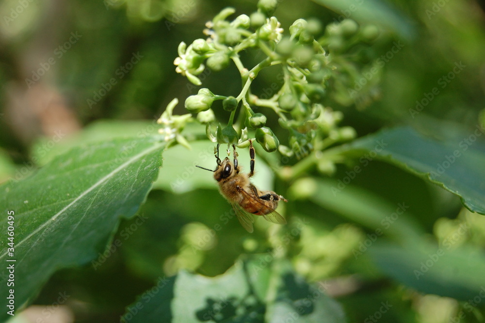 采花蜜的蜜蜂stock Photo Adobe Stock