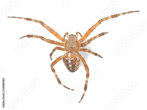 cross orb weaver isolated on white background