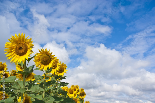 The line of sunflowers