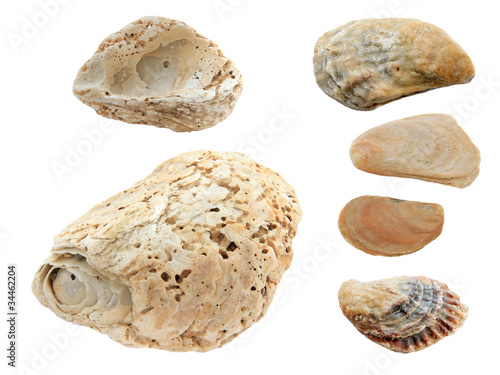 black sea shells