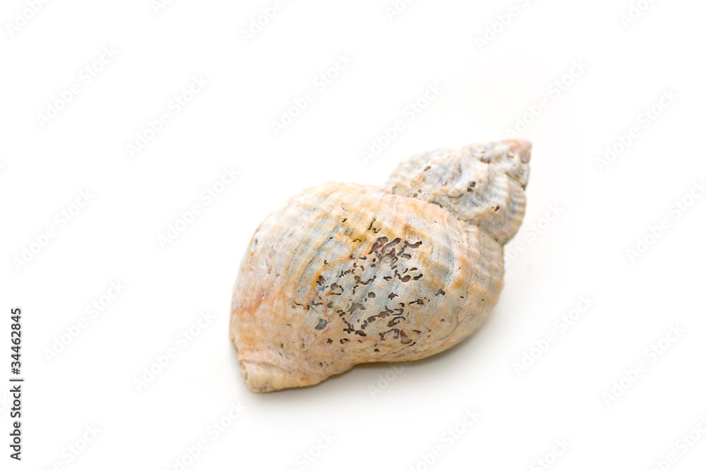 Seashell Seashell