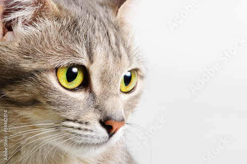 Fotografia head cat close up