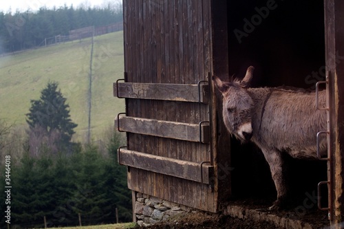 Dunkey in the Belgian Ardennes photo