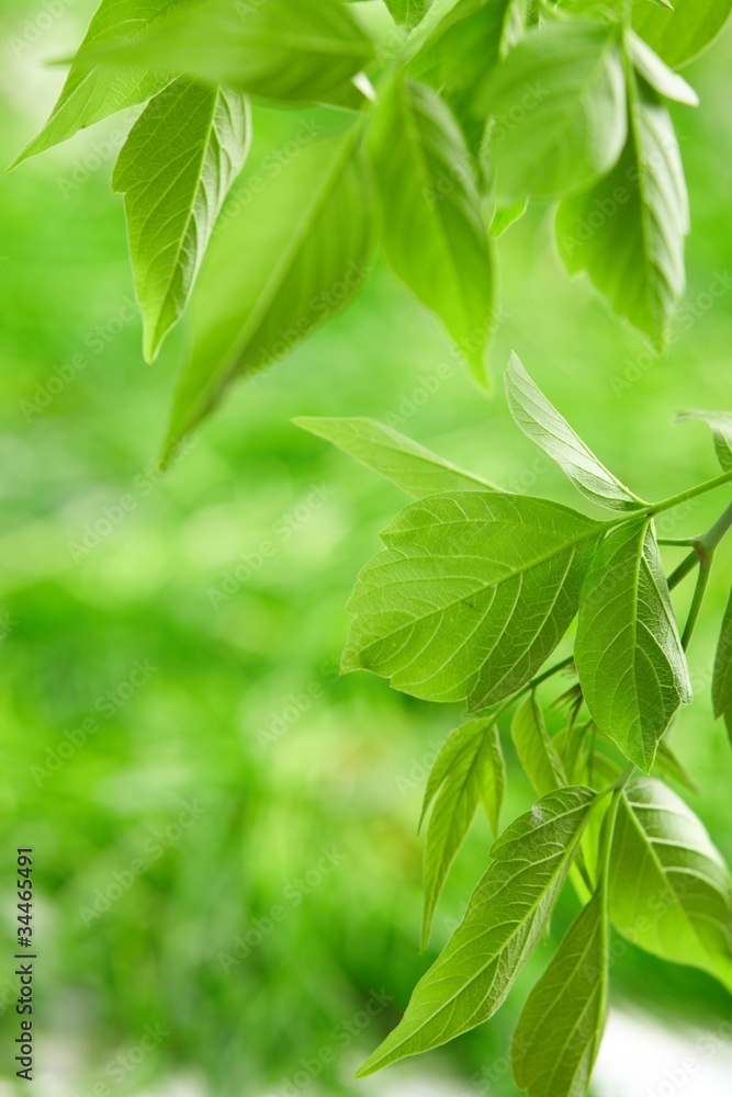 green leaves green leaves