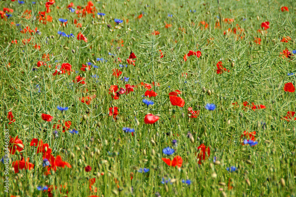 Sommerfeld mit roten und blauen Blumen