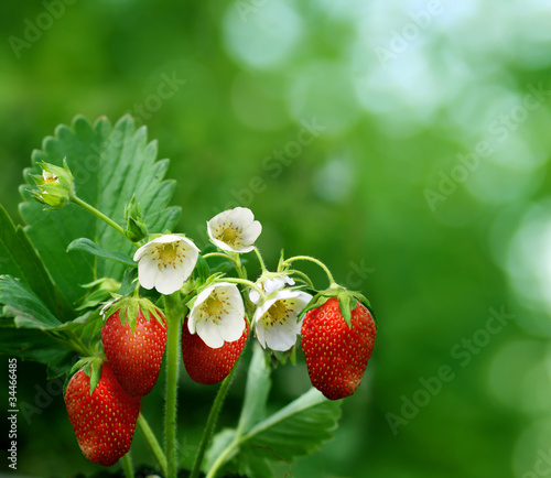 bush of strawberry