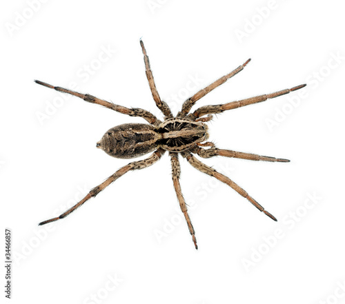 Fotografia Spider macro isolated
