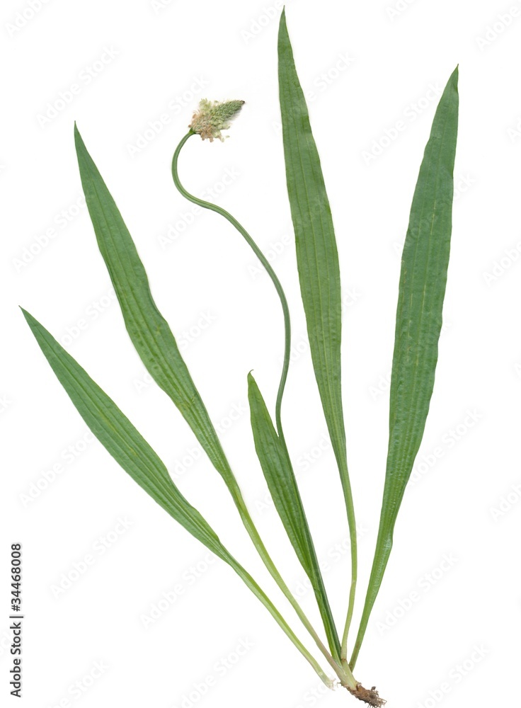 plantain quirk herb