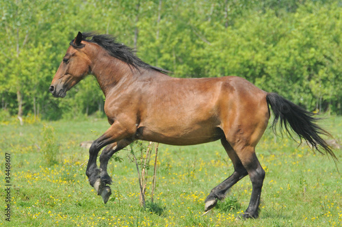 Horse on a green grass © predrag1