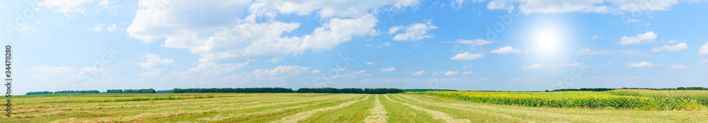 Panoramic view of cereal field and sunflowers.