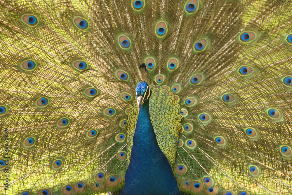 Obraz premium Peacock