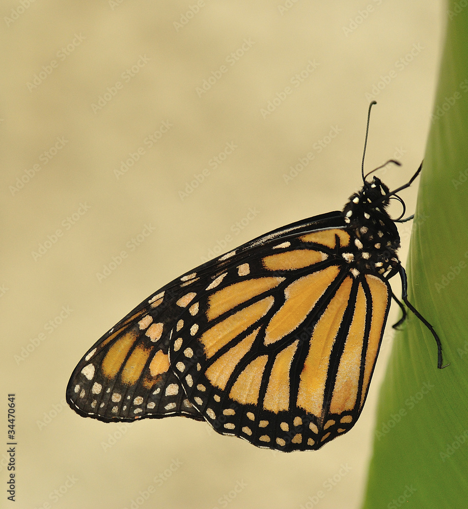 Obraz premium Danaus plexippus