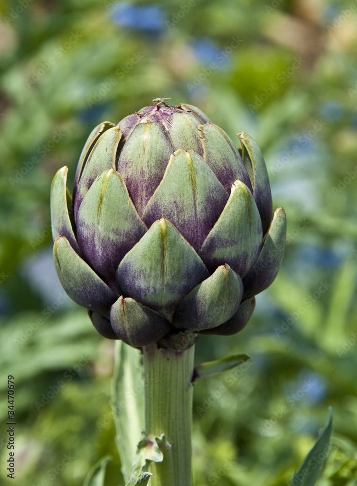 Obraz premium artichoke