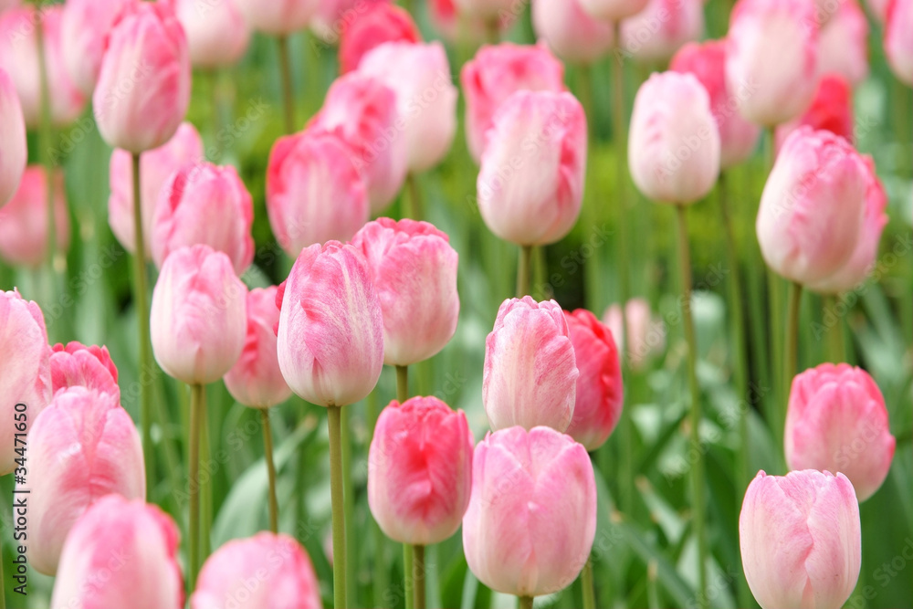 Fototapeta premium Tulip flowers