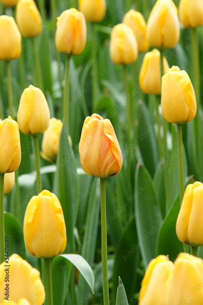 yellow tulip flowers yellow tulip flowers
