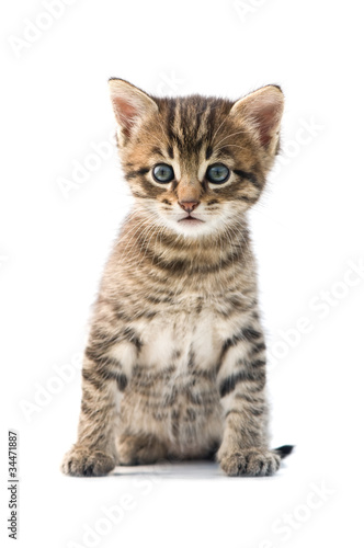 kitten © Ivan Kmit