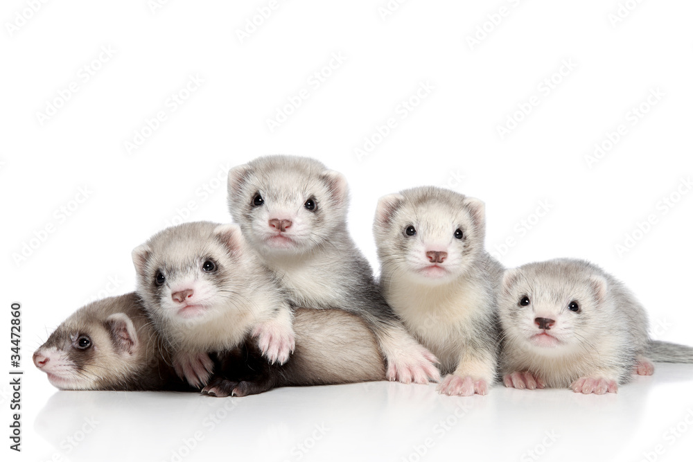 Small Ferrets, posing on a white background Small Ferrets, posing on a white background