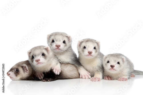 Small Ferrets, posing on a white background