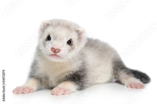 Silver ferret lying on white background