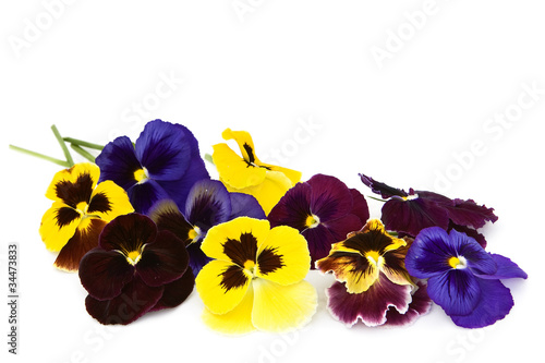 Viola flowers on a white background.