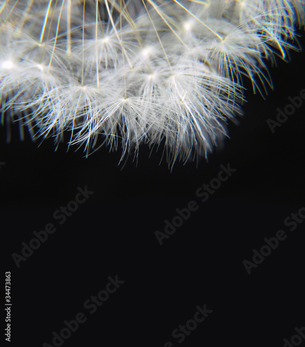 dandelion hairs on a black background