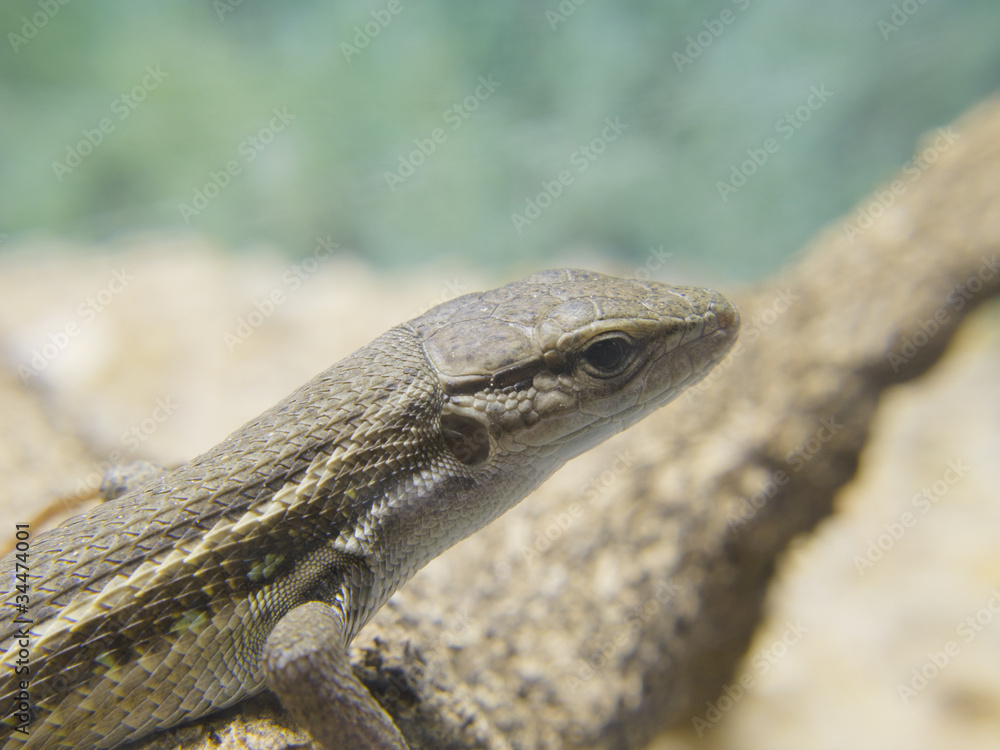 lizard sunning on a log lizard sunning on a log