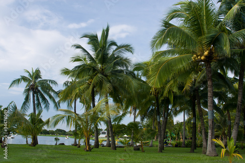 A different size of coconut trees on green grass,Thailand