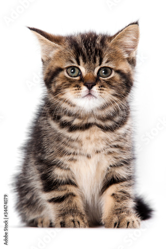 British kitten on white background © Dixi_