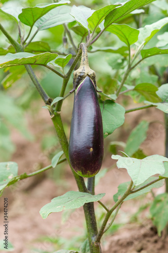 Eggplant in farmland