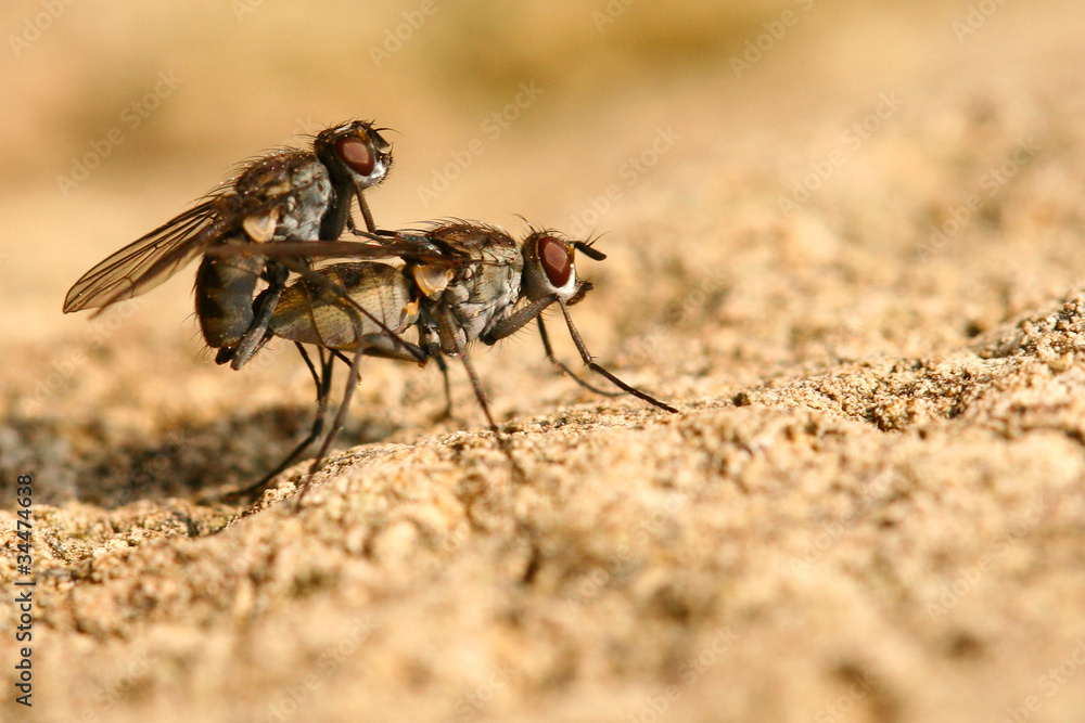 Fliegen Bei Erkltung