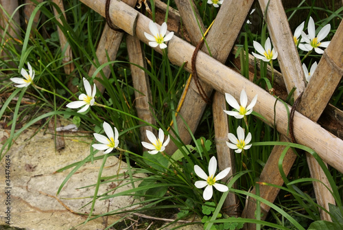 White zephyranthus carinata with bamboo fence photo