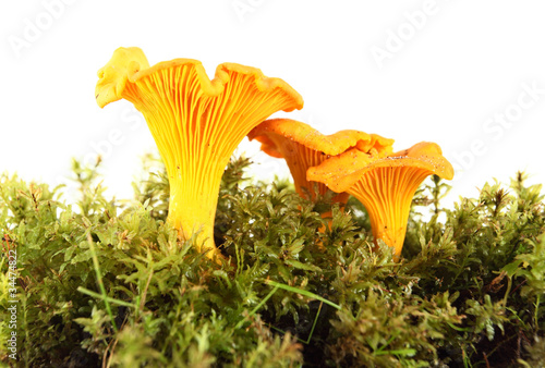 chanterelle