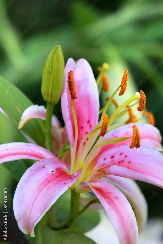Close up shot of Belladonna Lily flower