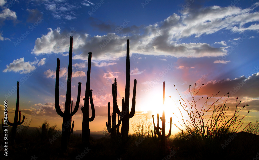 Sun set and Saguaro cactus in Saguaro national park Sun set and Saguaro cactus in Saguaro national park