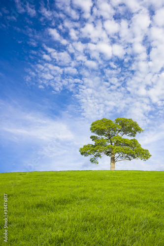 草原と青空と一本の木