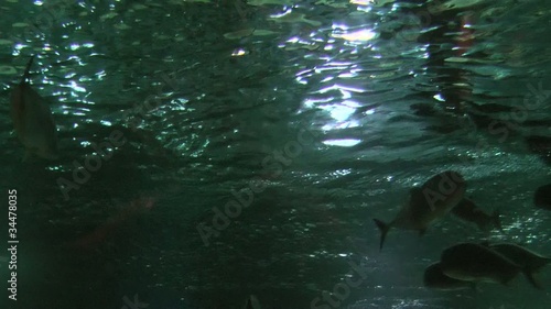 underwater  fish