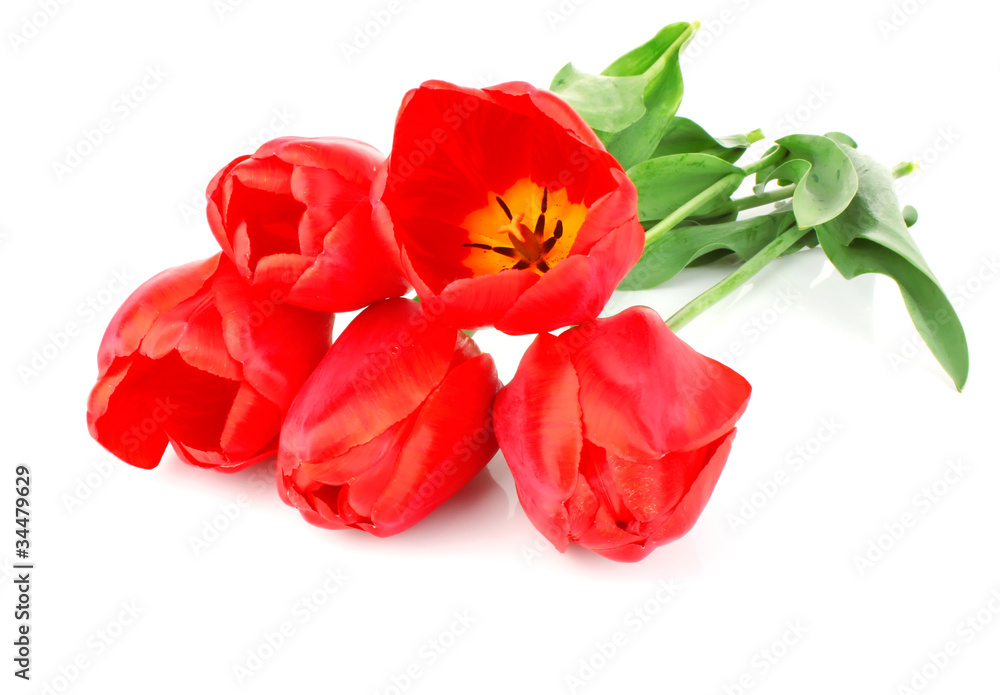 Red tulips Red tulips