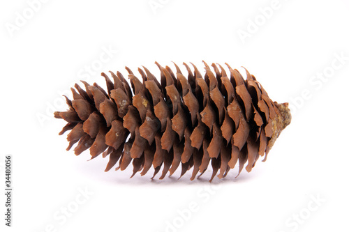 Pine cone on white background.