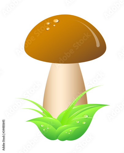 Mushroom – Bolete on white background