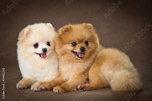 Two dogs of breed a Pomeranian spitz-dog in studio