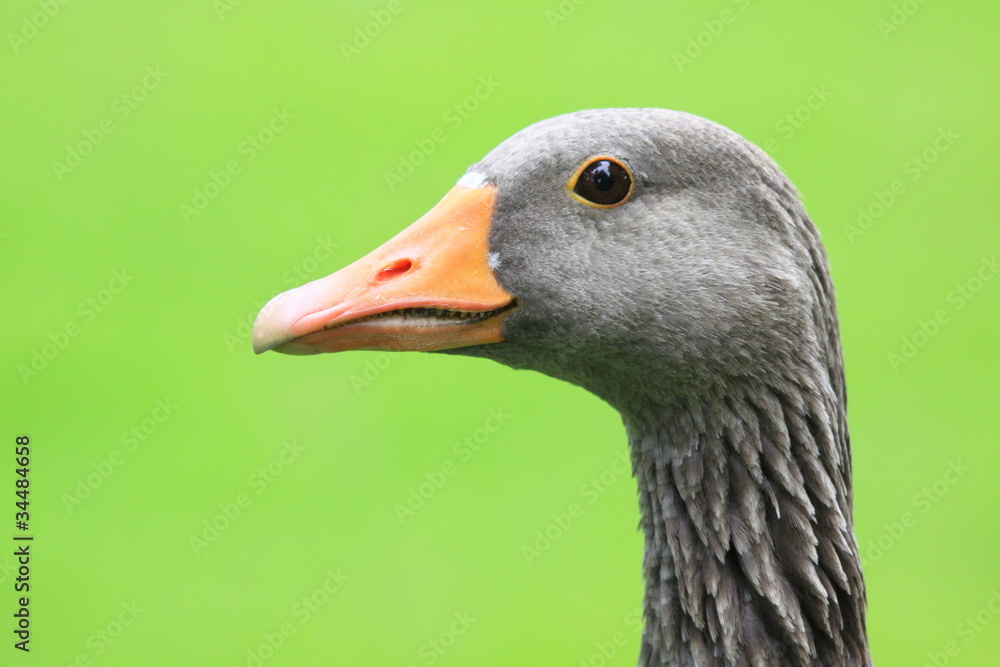Gans-26652b2 Gans-26652b2