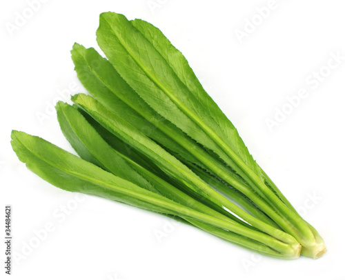 Long coriander leaves over white background