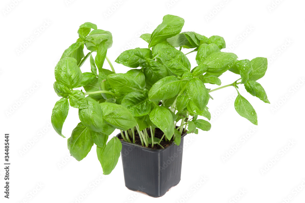 Fresh basil in the flower-pot Fresh basil in the flower-pot