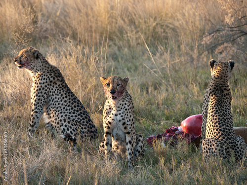 cheetahs feeding