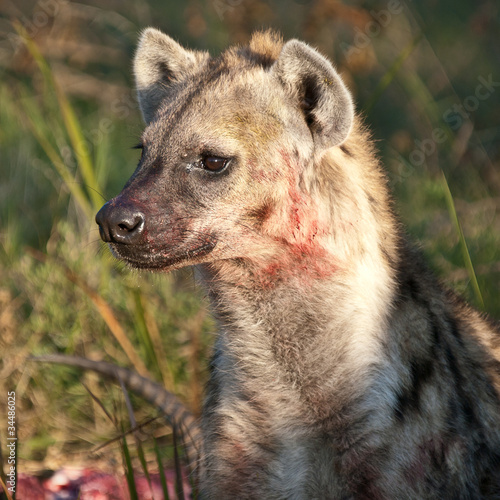 Hyena bloodied with kill afraid a lion may return